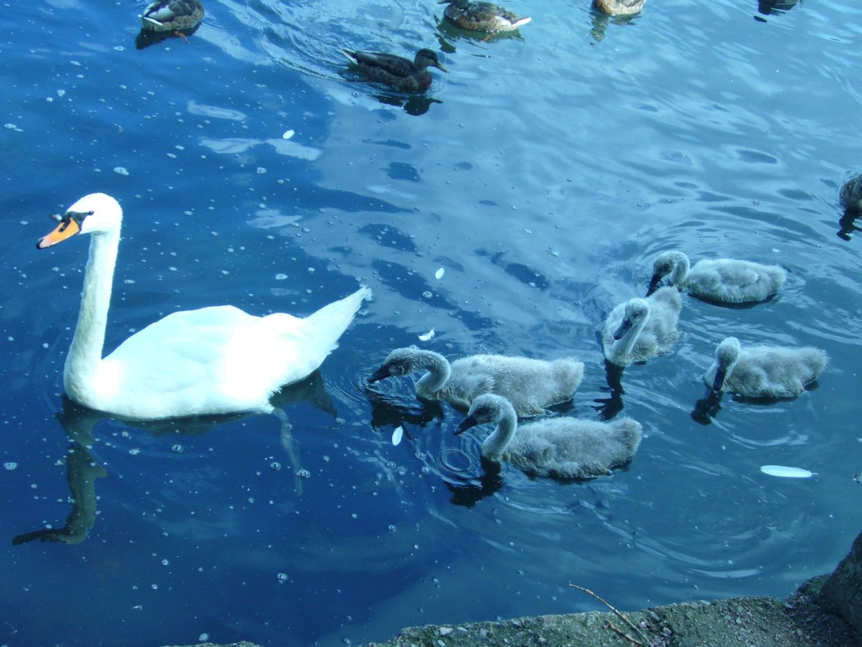 Mutter Schwan mit Kinder